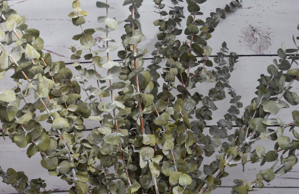 Eucalyptus for Flower Arrangements