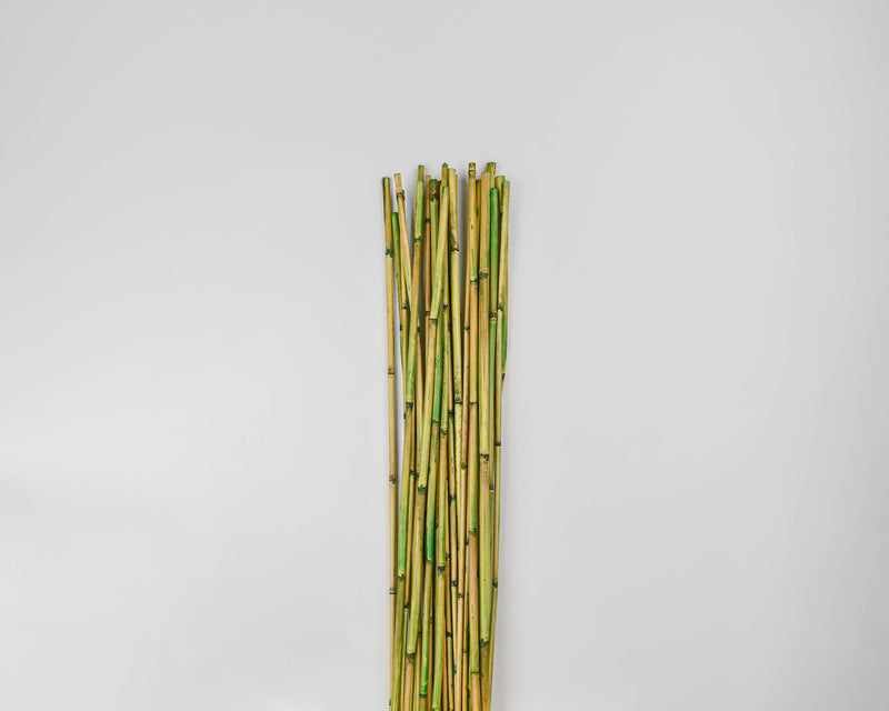 River Cane Bamboo Sticks