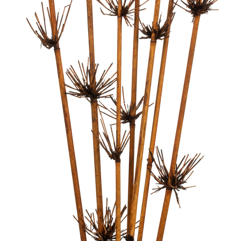 Star Bamboo Reed