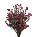 A bunch of pink cotton phylica flowers.