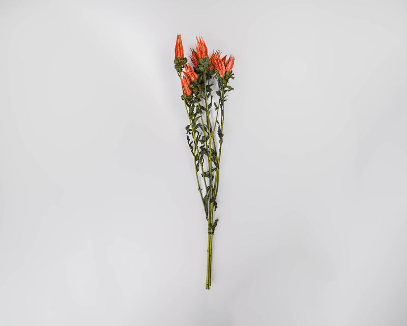 Preserved Indian Paintbrush