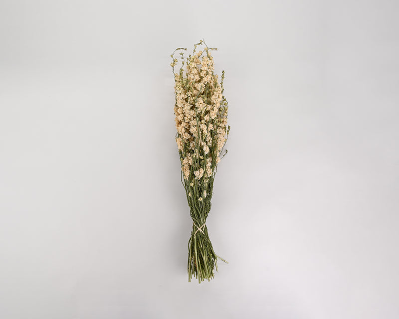 Dried White Larkspur Flowers For Sale