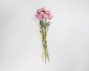 Bundle of dried natural blush peonies with green stems in a bulk wholesale bunch.