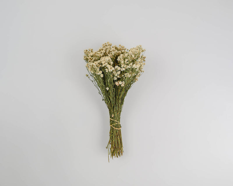 Dried Pearly Everlasting Bunch