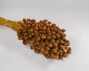 Bundle of natural dried pineapple button flowers with brown textured heads and long stems.