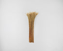 Bundle of natural white dried starflower bunches with slender stems in bulk wholesale.