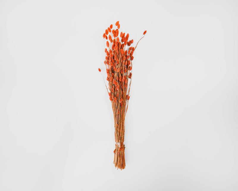 Dried Phalaris Grass