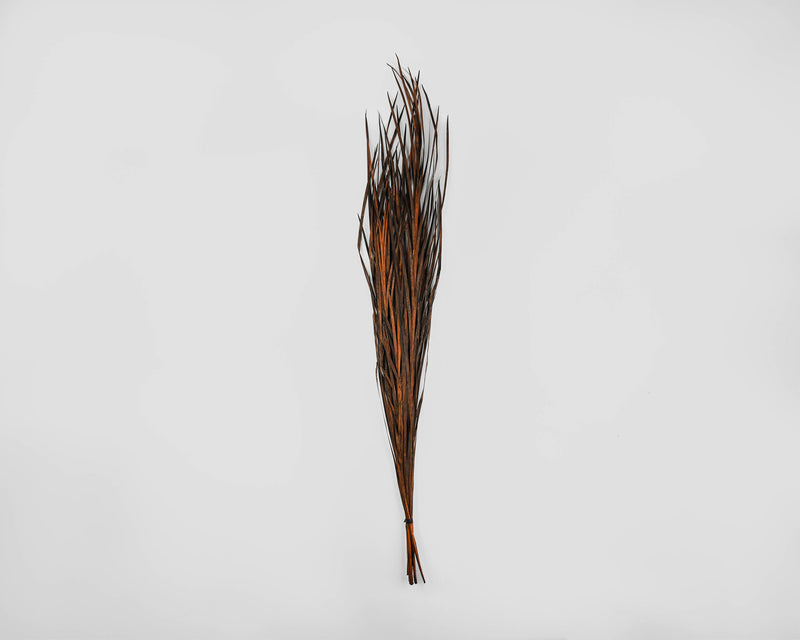 Ornamental Wild Grass (Dried)