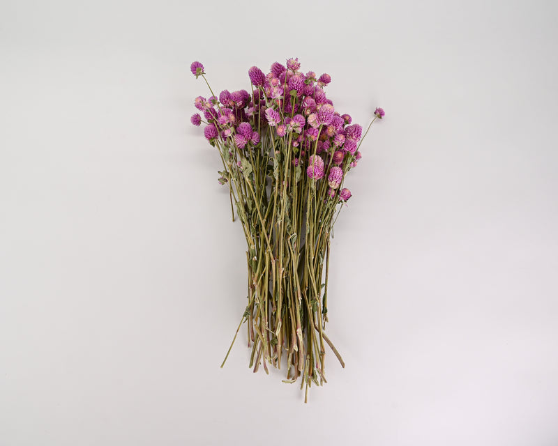 Dried Globe Amaranth - Purple