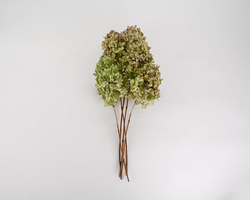 Dried Hydrangea Flower Bunch - Basil Color