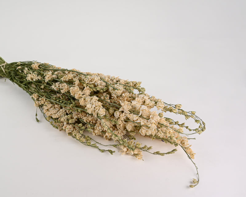 Dried White Larkspur Flowers For Sale