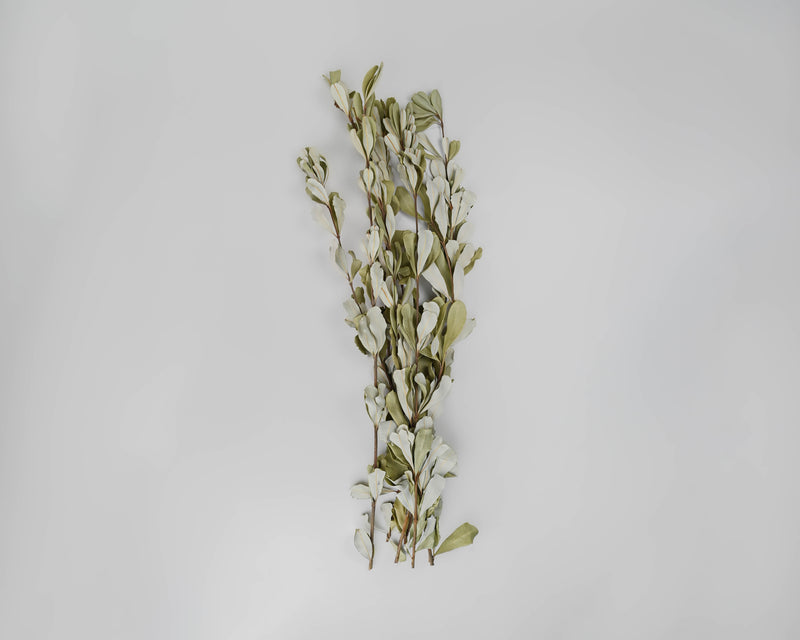 Natural Dried Integrifolia Bunch