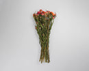 Bundle of natural dried apricot strawflowers with long green stems for wholesale bulk arrangements.
