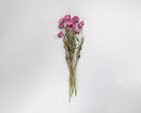 Bundle of natural dried pink peonies with green stems for wholesale bulk arrangement.