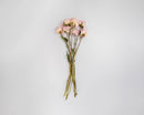 Light pink dried peonies with natural stems bundled in a wholesale bulk bunch.