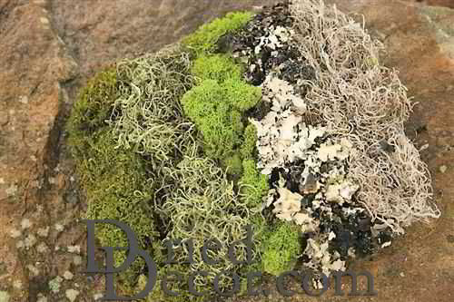 Dried Moss Assortment - Single Bag by Dried Decor