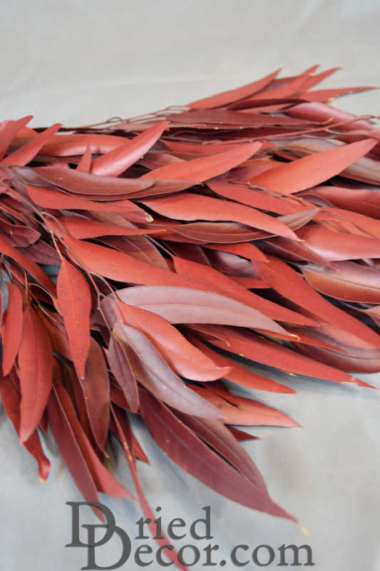 Preserved Willow Eucalyptus Bunch - Red