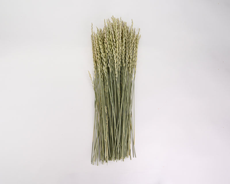 Dried Fan Grass - Arrow Grass