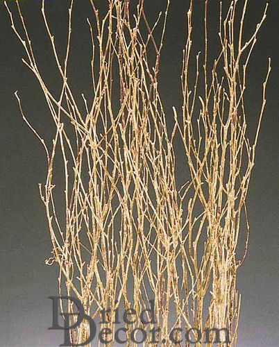 Gold Painted Birch Branches