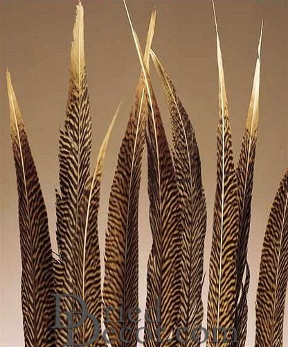 Golden Pheasant Feathers - Real