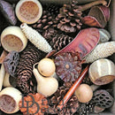 Bulk natural dried pine cones and assorted pods in various shapes and textures.