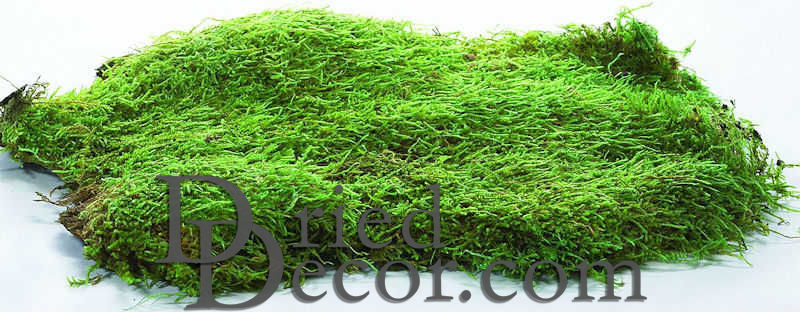 Dried Sheet Moss - Preserved Bulk Box - Case of 6lbs by Dried Decor