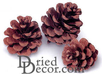 Red Pine Cones - Natural Red Cones