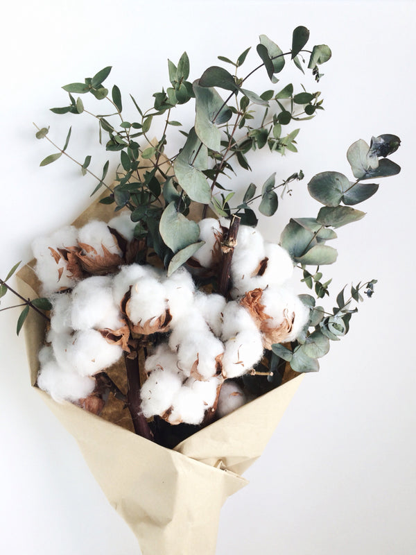 Dried Cotton &amp; Preserved Eucalyptus