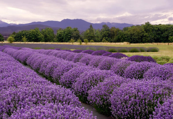 Use lavender to create beauty and serenity