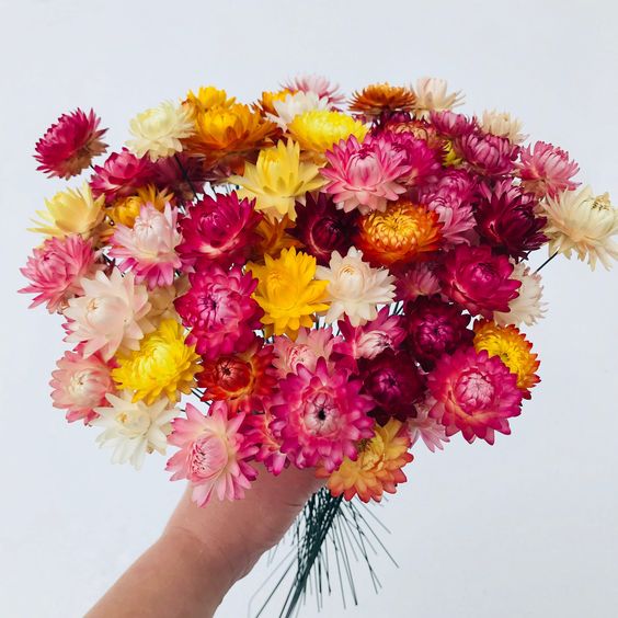 What to know about strawflowers and how to decorate with them