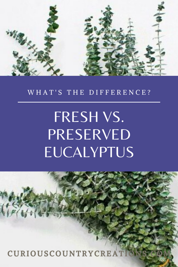 What is the Difference Between Fresh, Dried, and Preserved Eucalyptus?