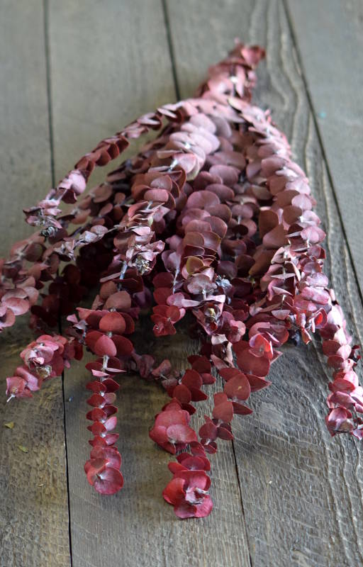 Dried &amp; Preserved Eucalyptus