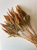 Dried Amaranth Tan