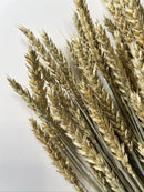 Dried Wheat