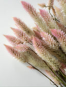 Dried Celosia Flamingo Feather