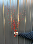 Curly Willow Bunch - Red