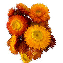 Dried Strawflowers Bouquet | 20 Bunches | Sunset