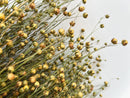 Dried Flax