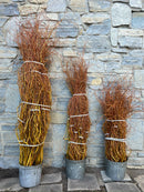 Curly Willow Bunch - Golden