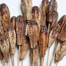 Mahogany Pods | 20 Bunches | Natural