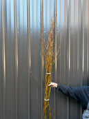 Curly Willow Bunch - Green