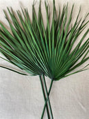 A bunch of dried green palm fronds fanned out, with a stem visible at the bottom.
