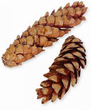 Two dried natural light brown pine cones with layered scales, showcasing wholesale bulk variety.