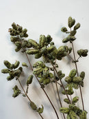 Dried Oregano Italian