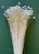 A bunch of bleached white dried floral button flowers against a green background.