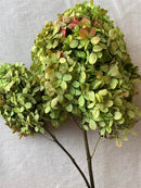Bulk natural dried hydrangea bunches in soft green and pink tones with sturdy stems.
