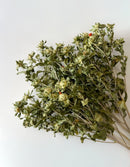 Dried Flowers-Safflower Green