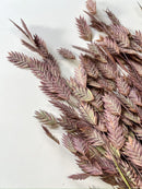 Dried Sea Oats