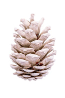 Austriaca Cone Bleached | 100 Cones
