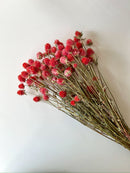 Dried Gomphrena Orange